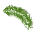 Palm tree branch isolated on a white background. Royalty Free Stock Photo